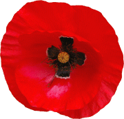Red poppy